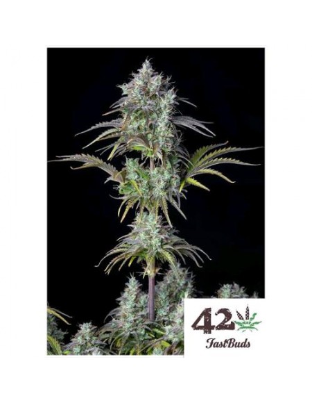 Fast Buds - Big Bud Auto - 1 Seme