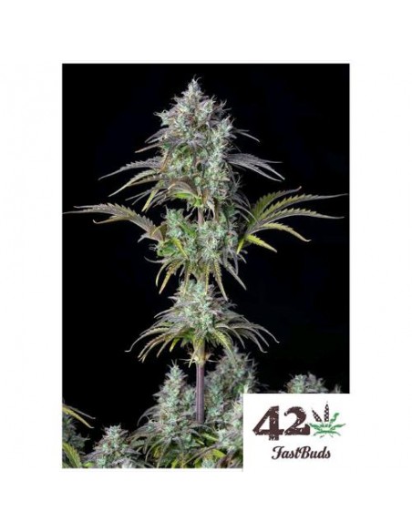 Fast Buds - Big Bud Auto - 3 Semi