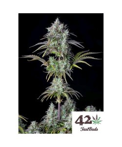 Fast Buds - Big Bud Auto -...