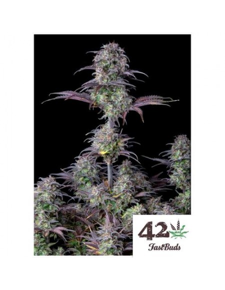 Fast Buds - Blueberry Auto - 1 Seme