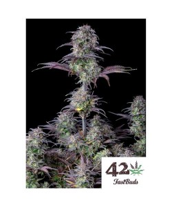 Fast Buds - Blueberry Auto...
