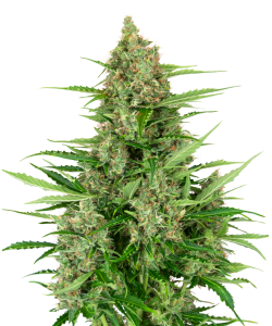 Sensi Seeds Double Kush...