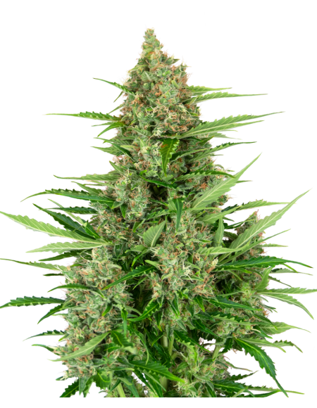 Sensi Seeds Double Kush Cake Auto Research 3 Semi