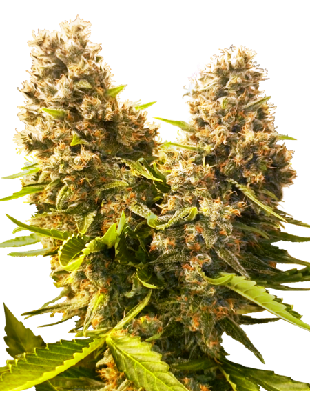 Sensi Seeds - Banana Kush Cake Auto - Research - 1 Seme