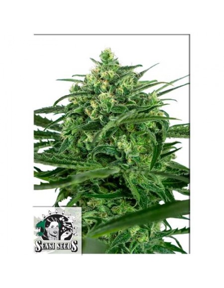 Sensi Seeds - Sensi Amnesia Auto - Research - 1 Seme