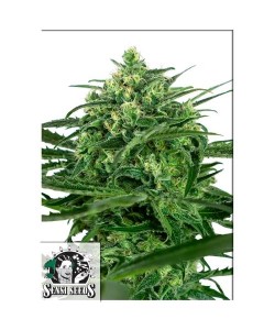 Sensi Amnesia Auto