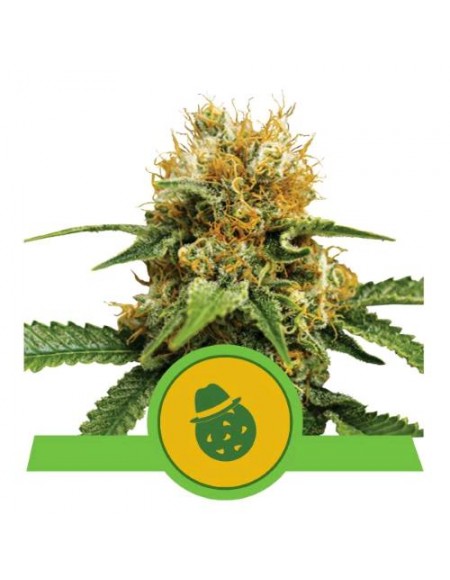 Royal Queen Seeds - Do-Si-Dos Auto - 3 Semi