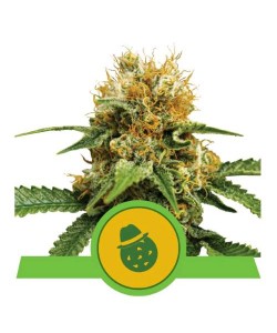 Royal Queen Seeds - Do-Si-Dos Auto - 10 Semi