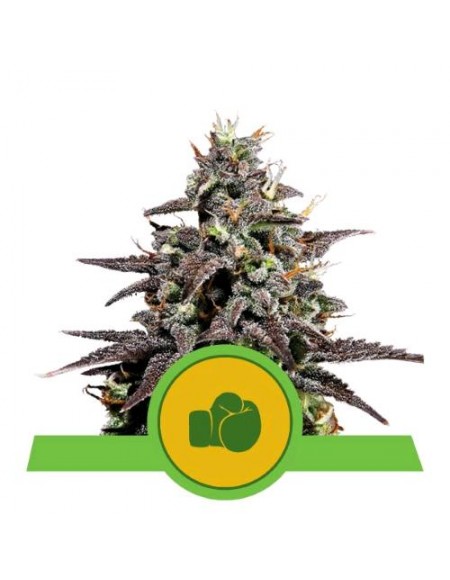 Royal Queen Seeds - Purple Punch Auto - Usa Premium - 10 Semi
