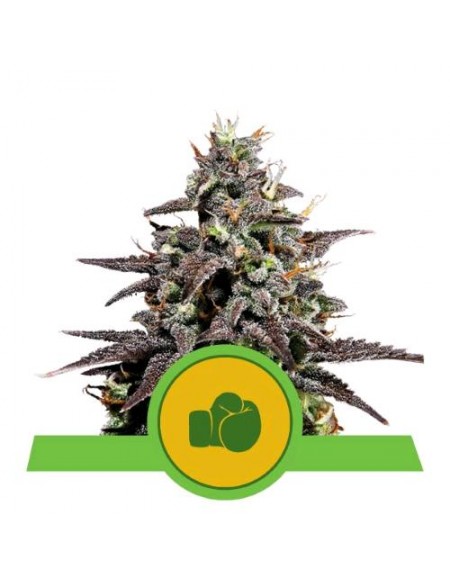 Royal Queen Seeds - Purple Punch Auto - Usa Premium - 10 Semi