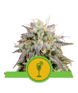 Royal Queen Seeds - Mimosa...