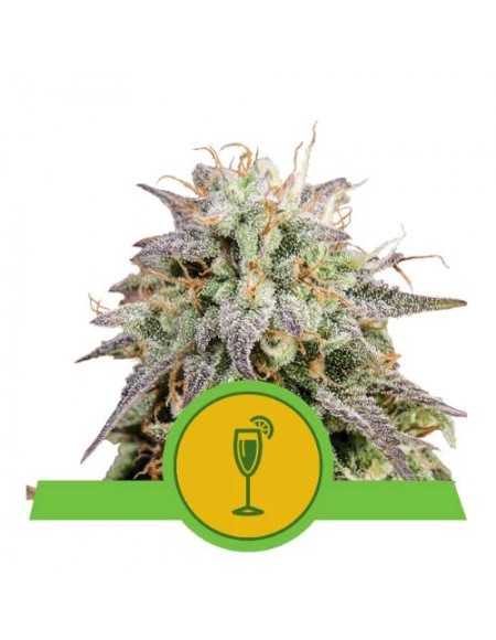 Royal Queen Seeds - Mimosa Auto - Usa Premium - 3 Semi