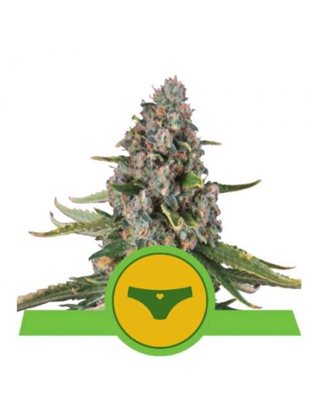 Royal Queen Seeds - Sherbet Queen Auto - Usa Premium - 3 Semi