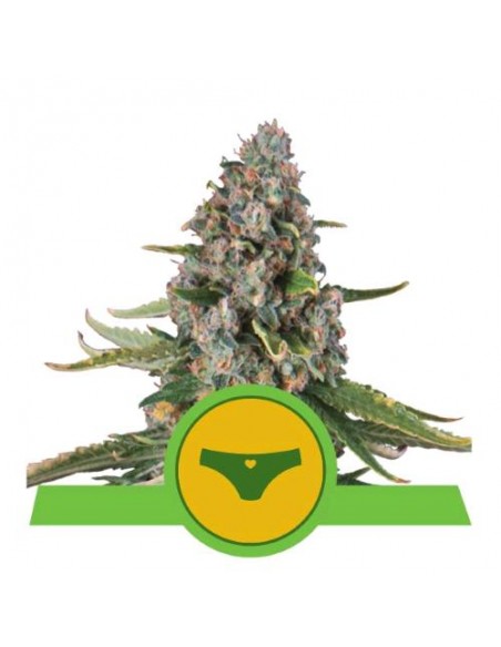 Royal Queen Seeds - Sherbet Queen Auto - Usa Premium - 3 Semi