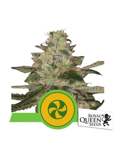 Royal Queen Seeds - Sweet ZZ Auto - 3 Semi