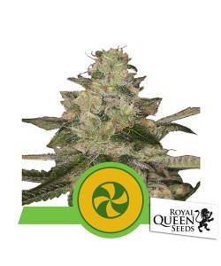 Royal Queen Seeds - Sweet ZZ Auto - 10 Semi
