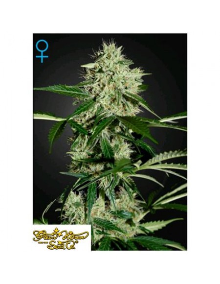 Green House Seeds - Northerns Light Auto - 5 Semi