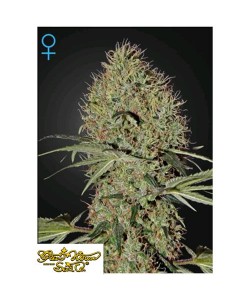 Green House Seeds - Super...