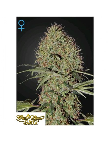 Green House Seeds - Super Bud Auto - 3 Semi