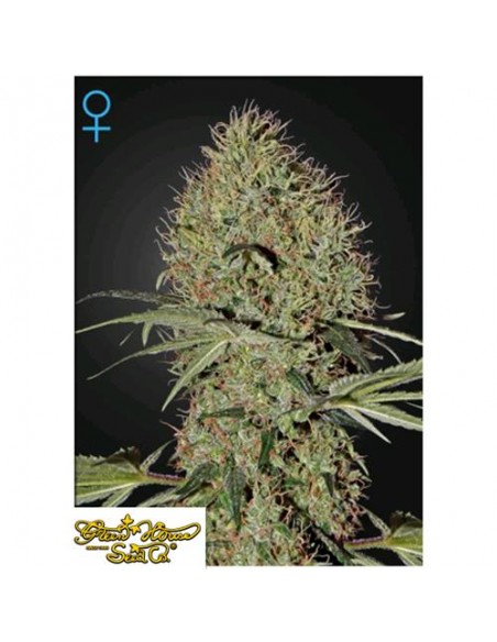 Green House Seeds - Super Bud Auto - 10 Semi
