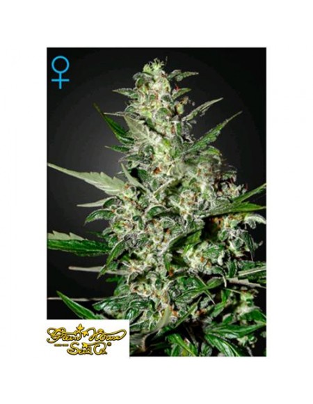 Green House Seeds - Super Critical Auto - 1 Seme