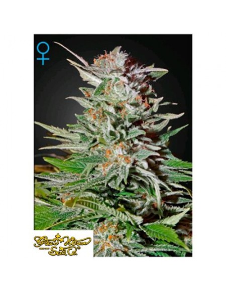 Green House Seeds - Super Lemon Haze Auto - 1 Seme