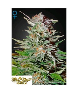 Green House Seeds - Super...