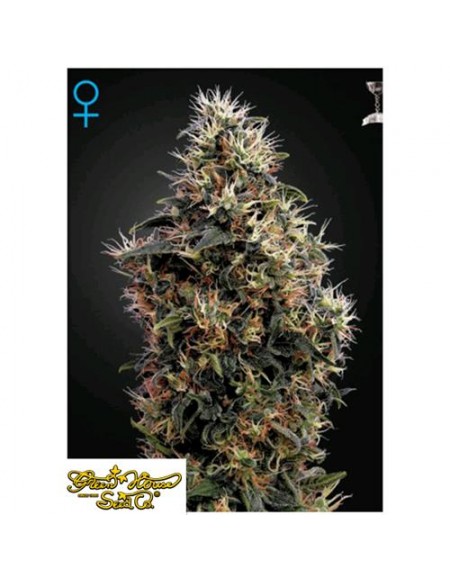 Green House Seeds - Sweet Mango Auto - 1 Seme