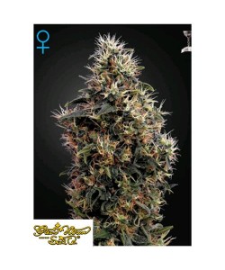 Green House Seeds - Sweet...