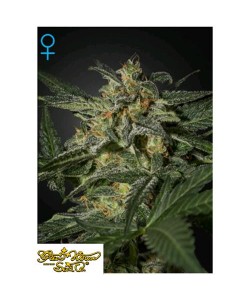 Green House Seeds - White...