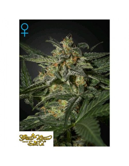 Green House Seeds - White Widow Auto - 1 Seme