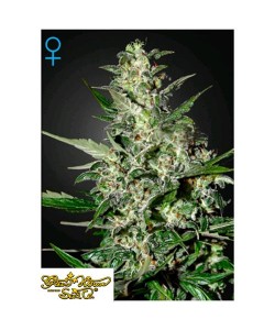 Green House Seeds - Super Critical Auto - 10 Semi