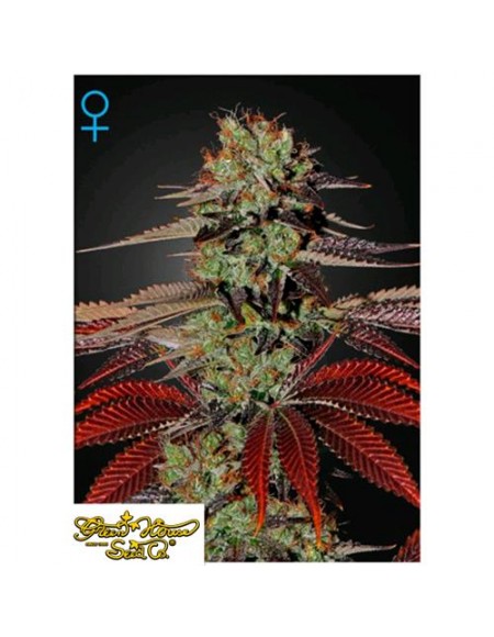 Green House Seeds - King's Kush Auto - 3 Semi