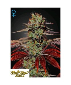 Green House Seeds - King's Kush Auto - 1 Seme