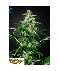 Green House Seeds - Kalashnikova Auto - 1 Seme
