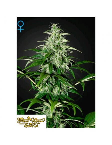 Green House Seeds - Kalashnikova Auto - 1 Seme