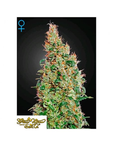 Green House Seeds - Green O Matic Auto - 1 seme