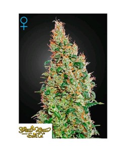 Green House Seeds - Green O Matic Auto - 5 semi