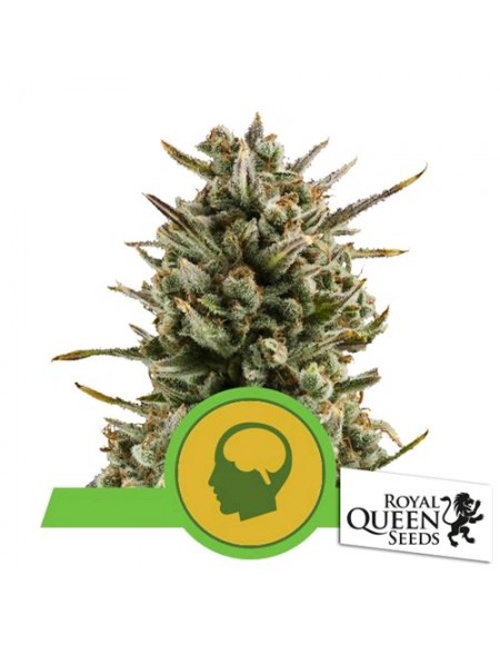 Royal Queen Seeds - Amnesia Haze Automatic - 3 semi