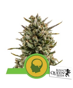 Royal Queen Seeds - Amnesia Haze Automatic - 5 semi