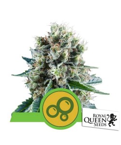 Royal Queen Seeds - Bubble Kush Automatic - 3 Semi