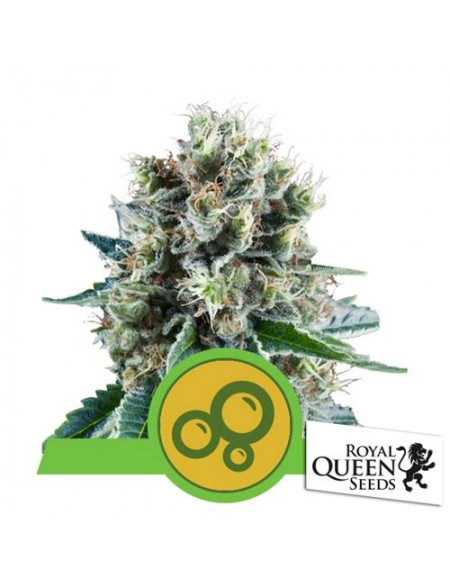 Royal Queen Seeds - Bubble Kush Automatic - 3 Semi