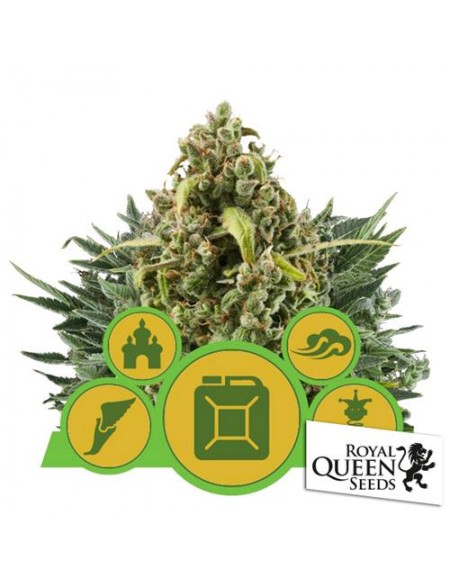 Royal Queen Seeds - Autoflowering Mix- 5 semi