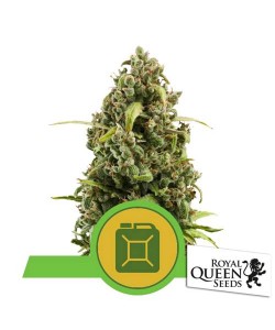 Royal Queen Seeds - Diesel Automatic - 3 Semi