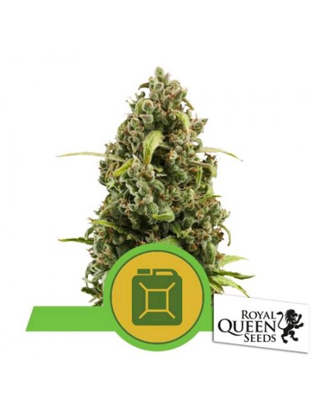 Royal Queen Seeds - Diesel Automatic - 3 Semi