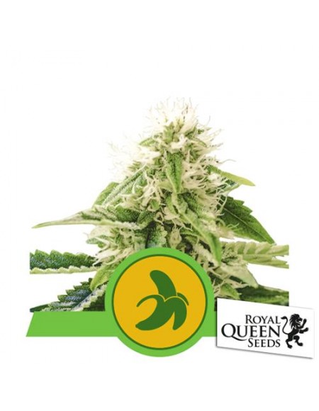 Royal Queen Seeds - Fat Banana Automatic - Usa Premium - 3 Semi