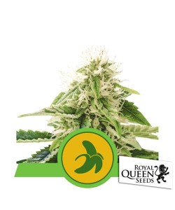Royal Queen Seeds - Fat Banana Automatic - Usa Premium - 10 Semi