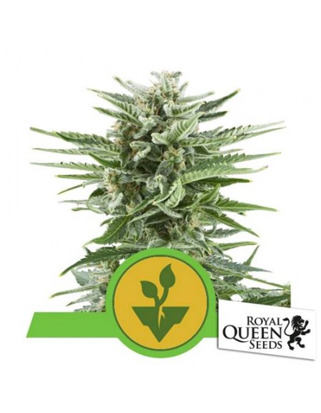 Royal Queen Seeds - Easy Bud Automatic - 3 Semi