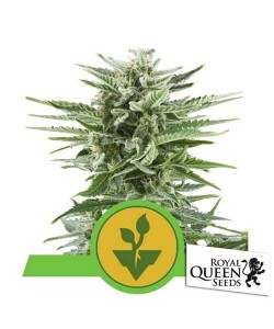Royal Queen Seeds - Easy Bud Automatic - 5 Semi