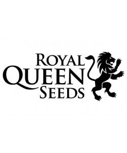 Royal Queen Seeds - Easy Bud Automatic - 5 Semi 2